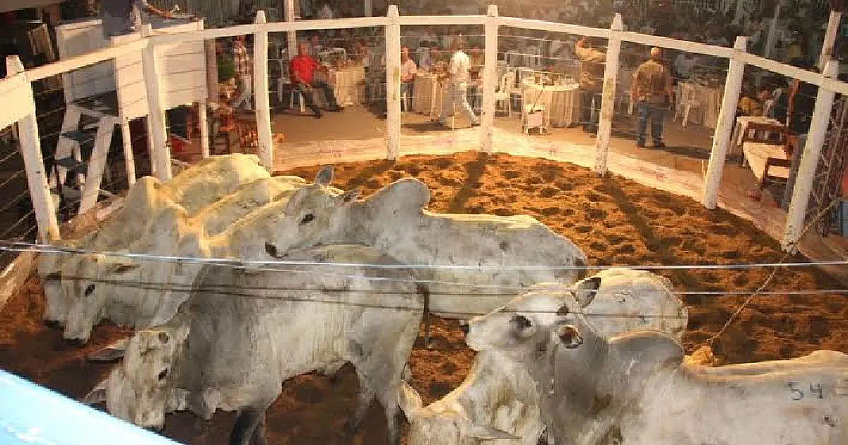 Sindicato Rural de Corumbá atende região do Paiaguás com leilão a partir de março