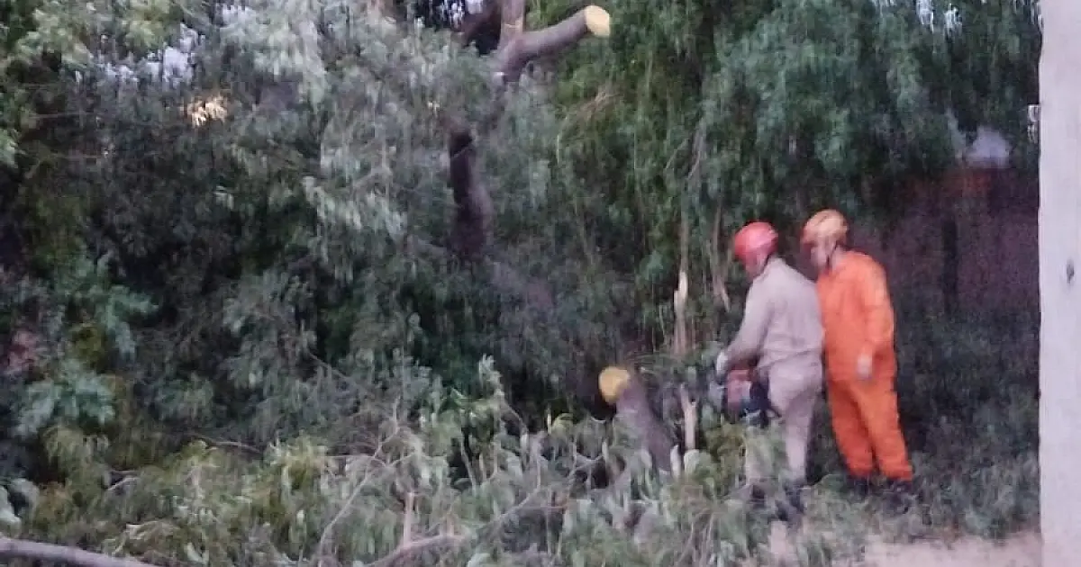 Queda de galho de grande porte atinge residência no Maria Leite