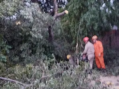 Queda de galho de grande porte atinge residência no Maria Leite