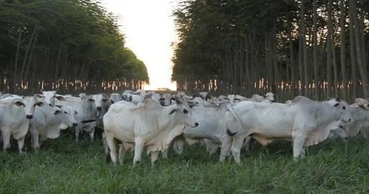 Hectare de terra rural custa até R$ 125 mil em Mato Grosso do Sul