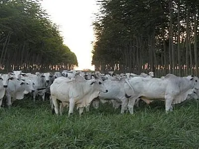 Hectare de terra rural custa até R$ 125 mil em Mato Grosso do Sul