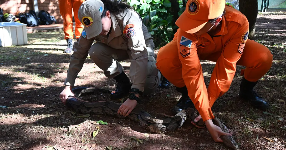 Curso prepara Bombeiros para resgatar animais silvestres vítimas do fogo