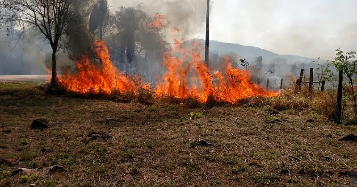 Incêndio na BR 262 atinge copa de árvores e impede trânsito