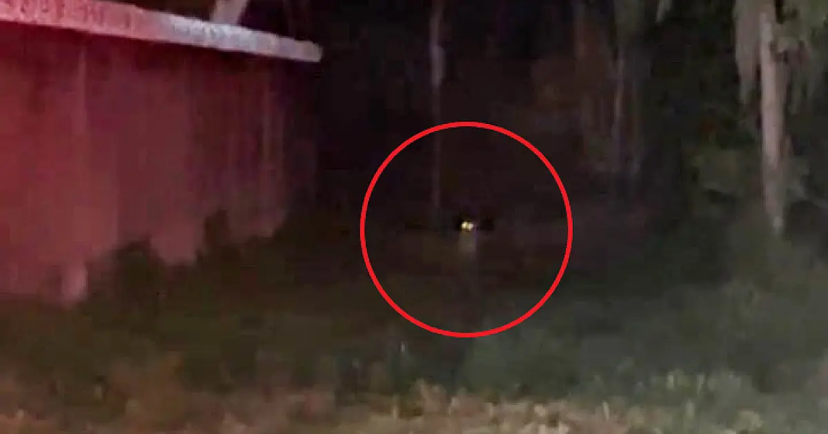 Novo avistamento de onça é registrado nas proximidades da fronteira com a Bolívia