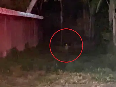 Novo avistamento de onça é registrado nas proximidades da fronteira com a Bolívia