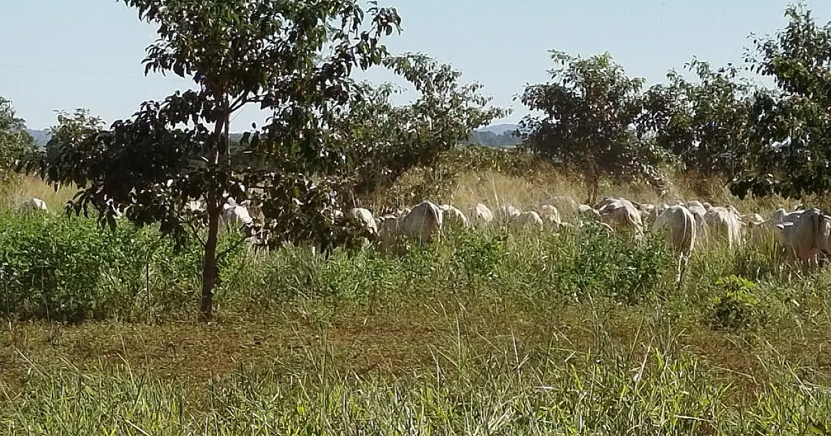 Mato Grosso do Sul é destaque na captura de carbono e desenvolvimento sustentável