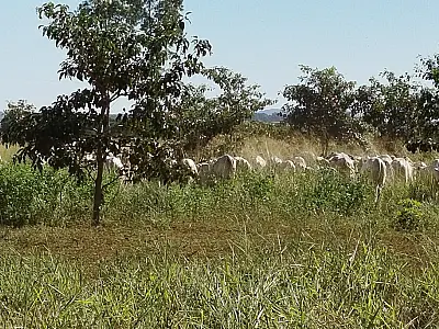Mato Grosso do Sul é destaque na captura de carbono e desenvolvimento sustentável