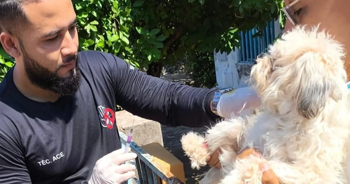 Ladário vacina mais de quatro mil cães e gatos e alcança 83% de cobertura