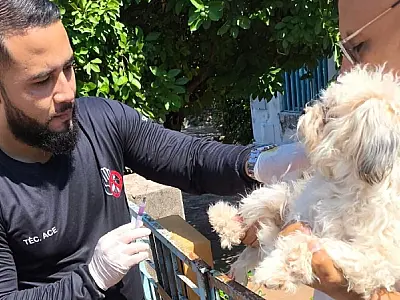 Ladário vacina mais de quatro mil cães e gatos e alcança 83% de cobertura