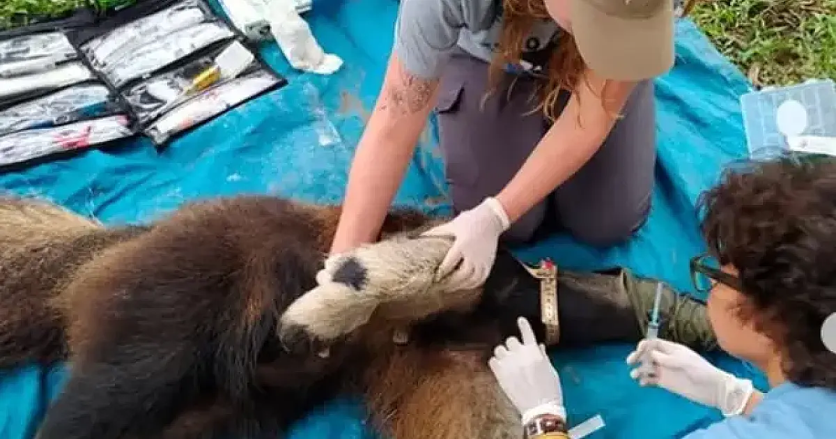 Queimadas e desmatamento podem ter levado Influenza aos tamanduás do Pantanal