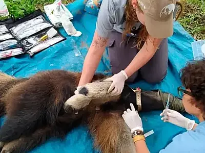 Queimadas e desmatamento podem ter levado Influenza aos tamanduás do Pantanal