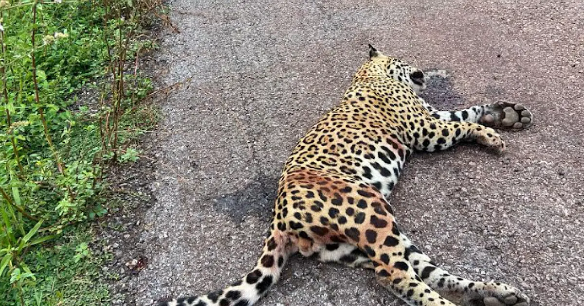 Onça-pintada morre atropelada na rodovia e IHP alerta para necessidade de medidas urgentes
