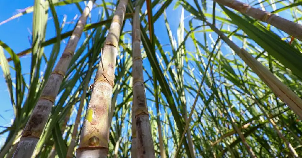 MS tem produção recorde de etanol e avança na descarbonização do setor bioenergético