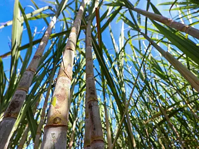 MS tem produção recorde de etanol e avança na descarbonização do setor bioenergético