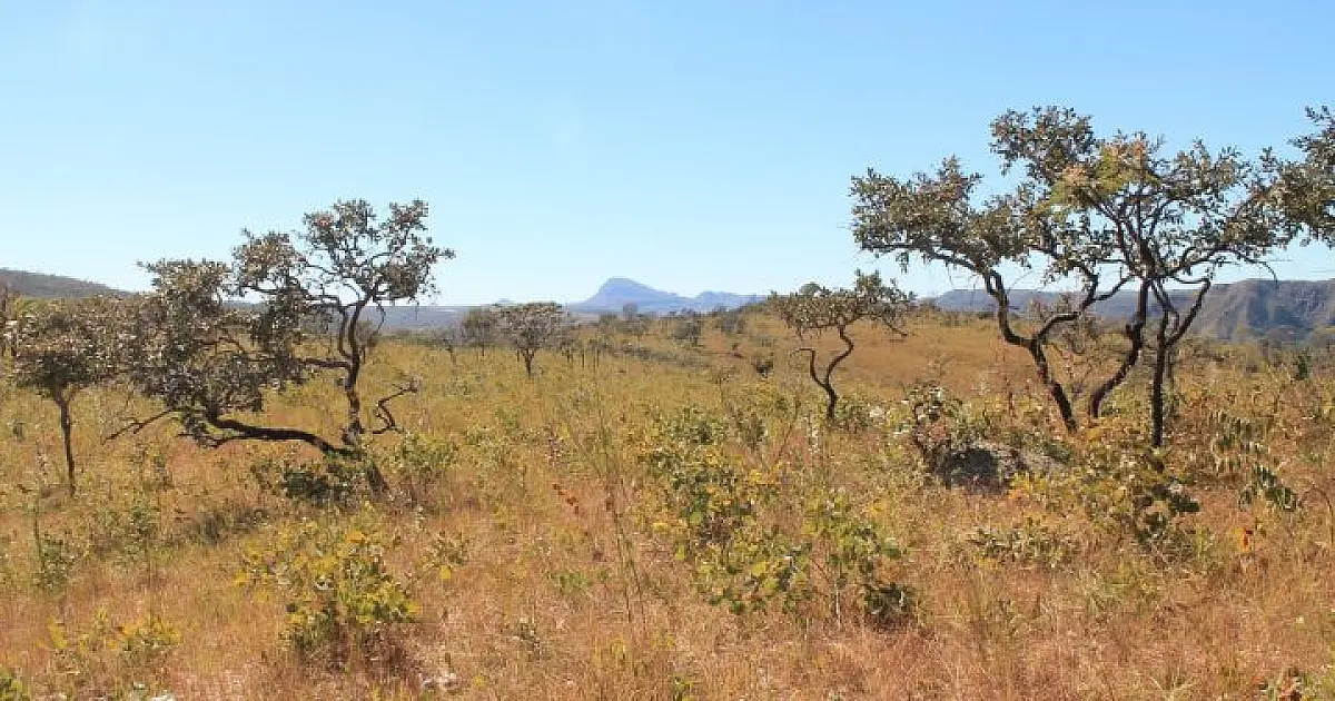 Com reconhecimento nacional, MS poderá comercializar créditos de carbono