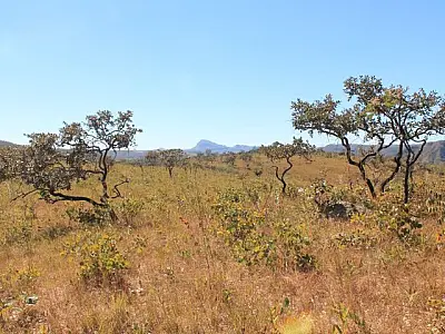 Com reconhecimento nacional, MS poderá comercializar créditos de carbono