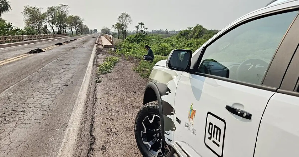 Nova plataforma vai mapear atropelamentos de animais em rodovias de MS