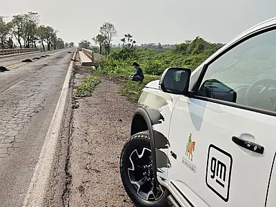 Nova plataforma vai mapear atropelamentos de animais em rodovias de MS