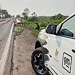 Nova plataforma vai mapear atropelamentos de animais em rodovias de MS