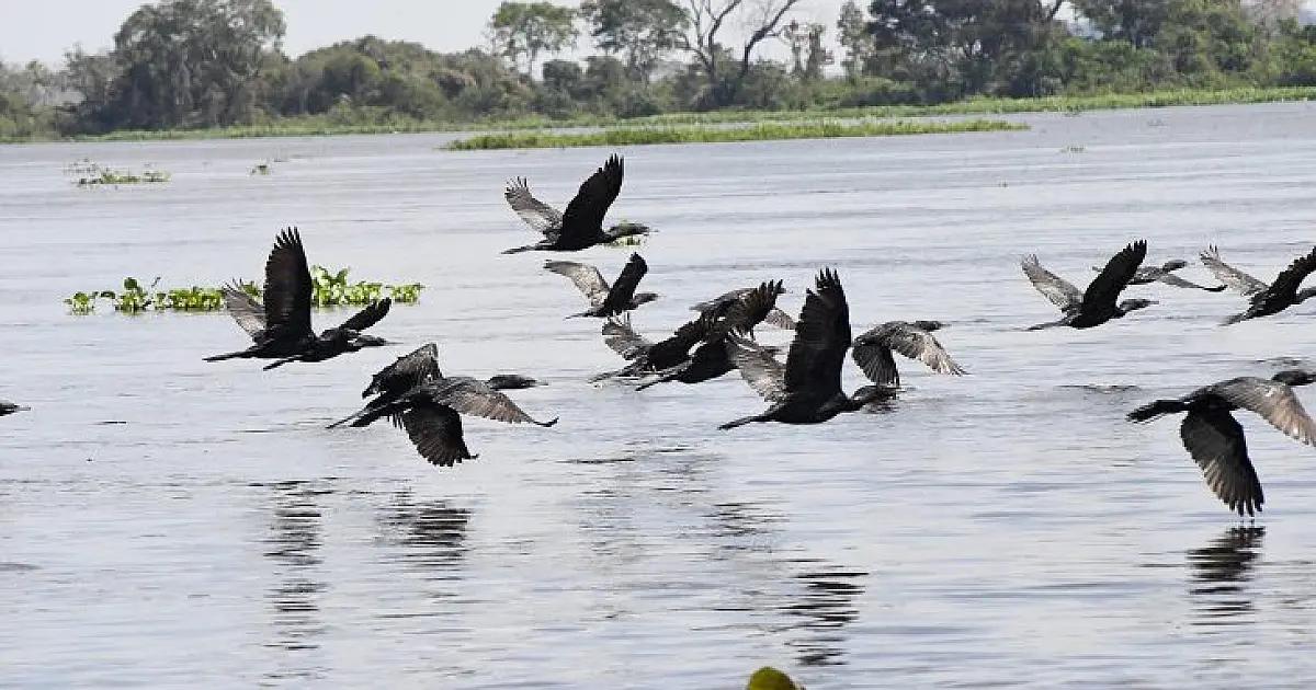 Mato Grosso do Sul sedia COP15 para proteger espécies migratórias e o Pantanal