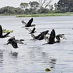 Mato Grosso do Sul sedia COP15 para proteger espécies migratórias e o Pantanal