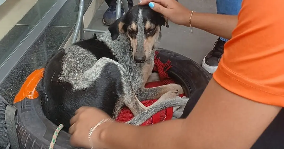 Estudantes transformam pneus em caminhas para pets e incentivam adoção e sustentabilidade em Corumbá