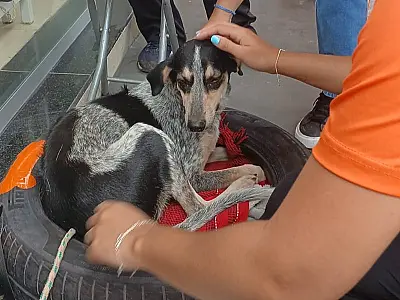Estudantes transformam pneus em caminhas para pets e incentivam adoção e sustentabilidade em Corumbá