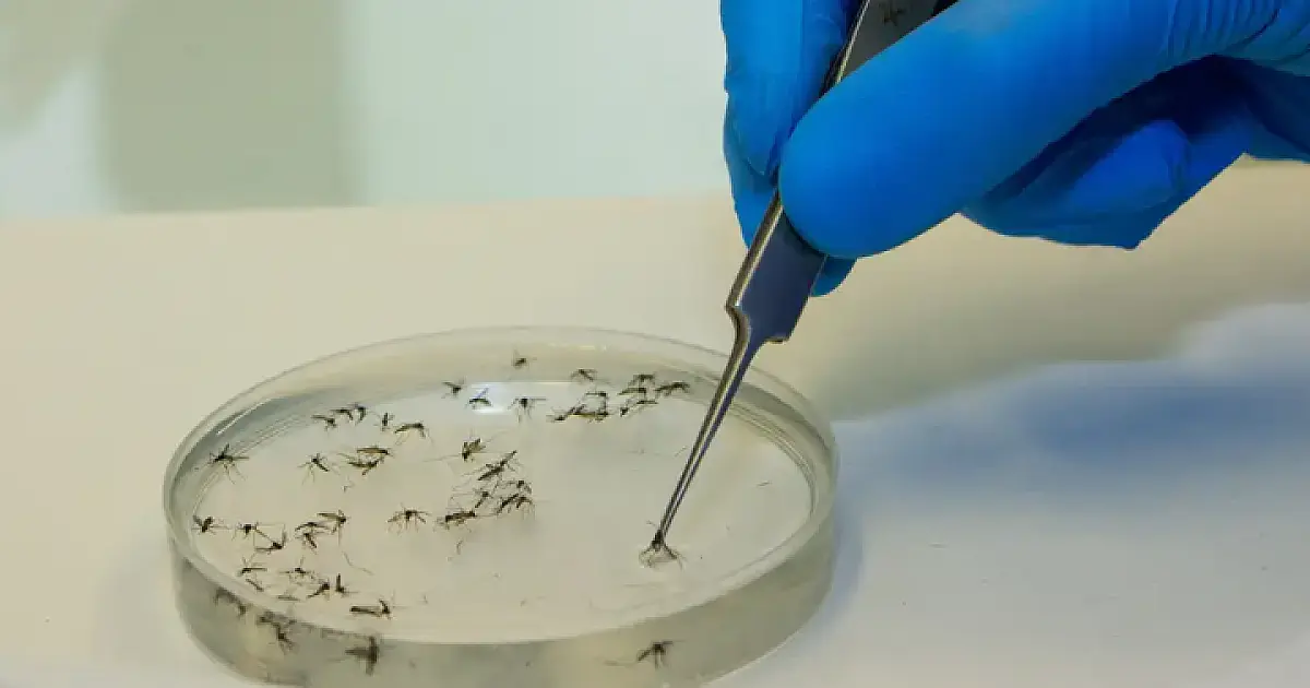 Brasil tem mais de 6,5 milhões de casos prováveis de dengue este ano