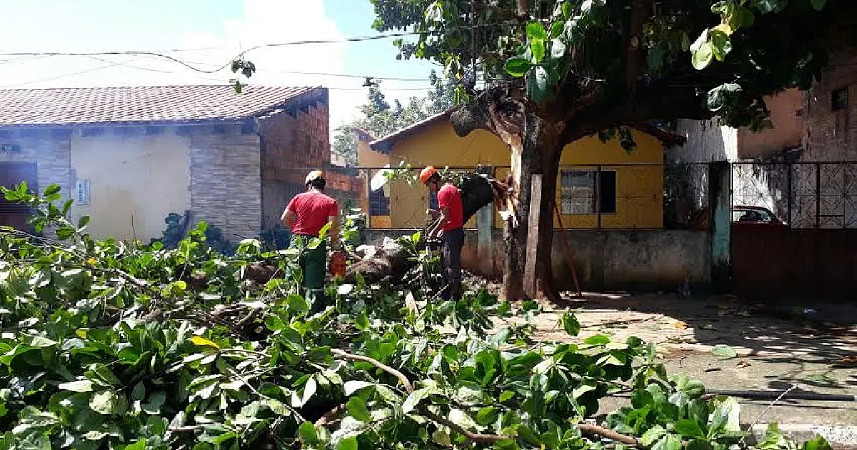 Queda árvore deixa moradores do Nova Corumbá sem internet e telefone