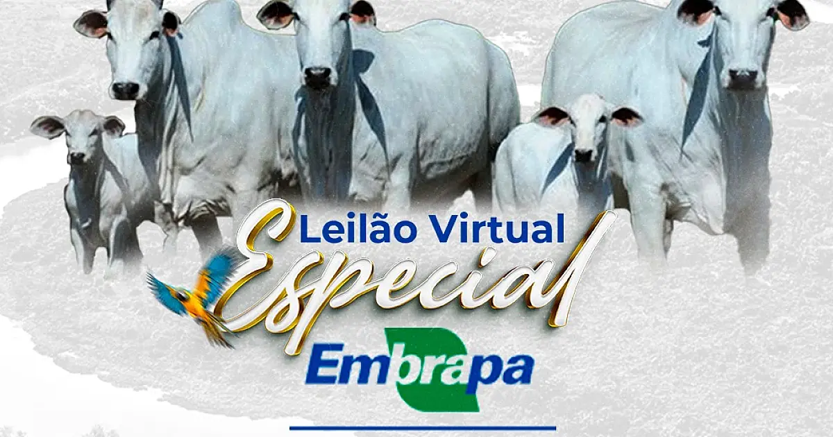 Embrapa Pantanal realiza leilão Virtual de bovinos dia 05 de setembro