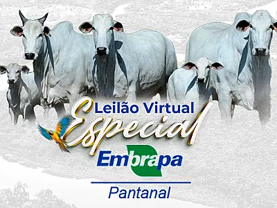 Embrapa Pantanal realiza leilão Virtual de bovinos dia 05 de setembro