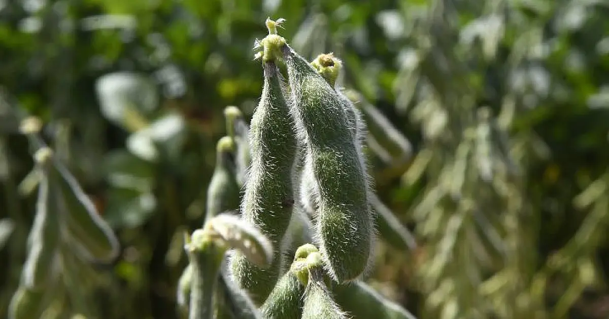 Quase 1 milhão de hectares de soja ainda não foram cadastrados em MS
