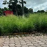 Moradores reclamam de vegetação alta em rotatória do Bairro Cervejaria