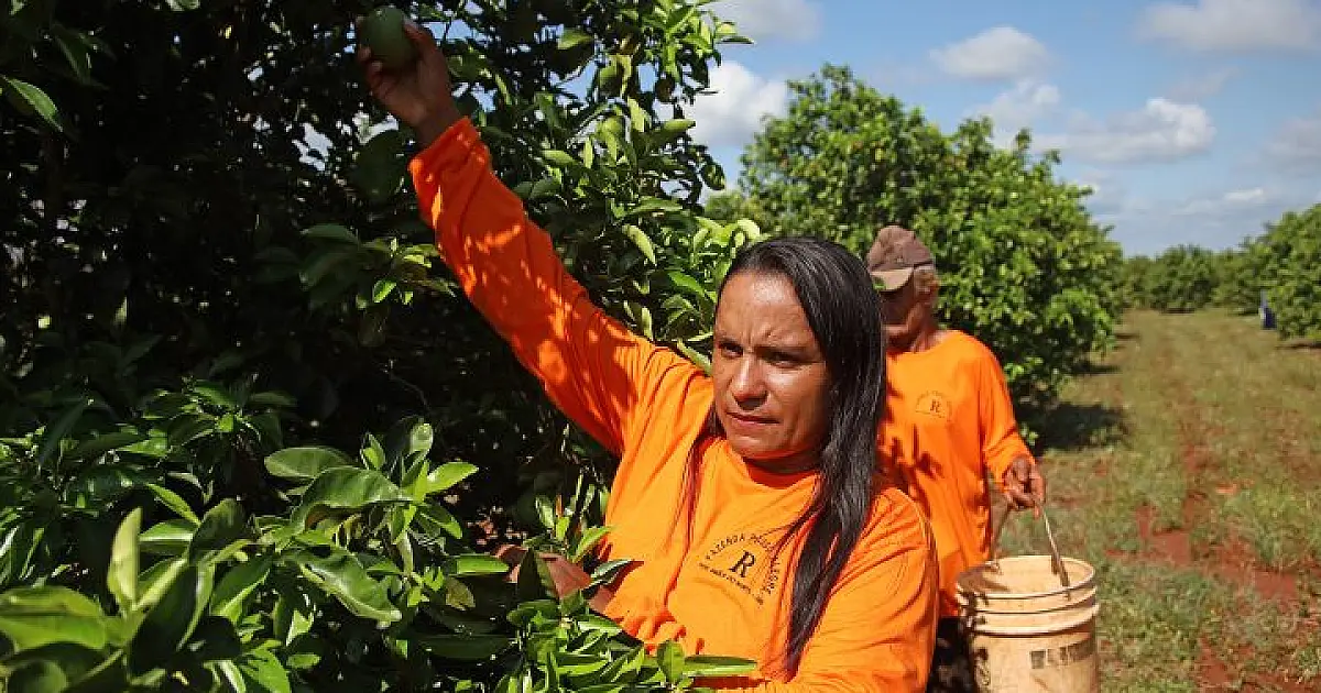 Ascensão da citricultura atinge diferentes regiões do Estado