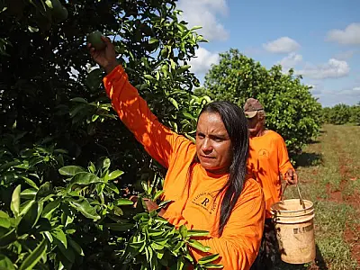 Ascensão da citricultura atinge diferentes regiões do Estado