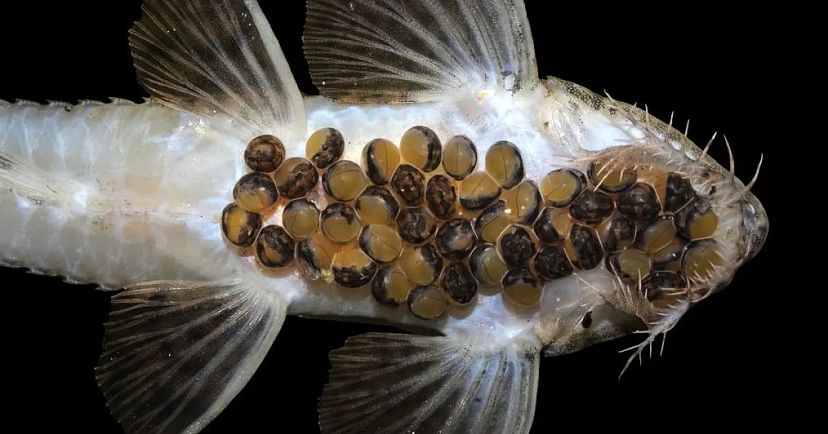 Bioparque Pantanal faz história com a 100ª reprodução de espécie em cativeiro