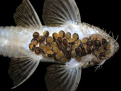 Bioparque Pantanal faz história com a 100ª reprodução de espécie em cativeiro