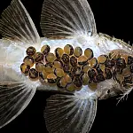 Bioparque Pantanal faz história com a 100ª reprodução de espécie em cativeiro