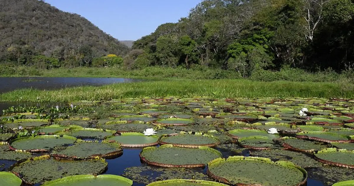 Avanços de MS na COP30 reforçam equilíbrio entre crescimento e preservação