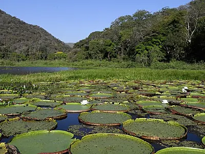 Avanços de MS na COP30 reforçam equilíbrio entre crescimento e preservação