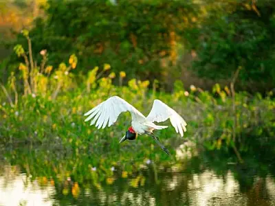 Produtores do Pantanal recebem R$ 3 milhões por conservação