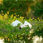 Produtores do Pantanal recebem R$ 3 milhões por conservação