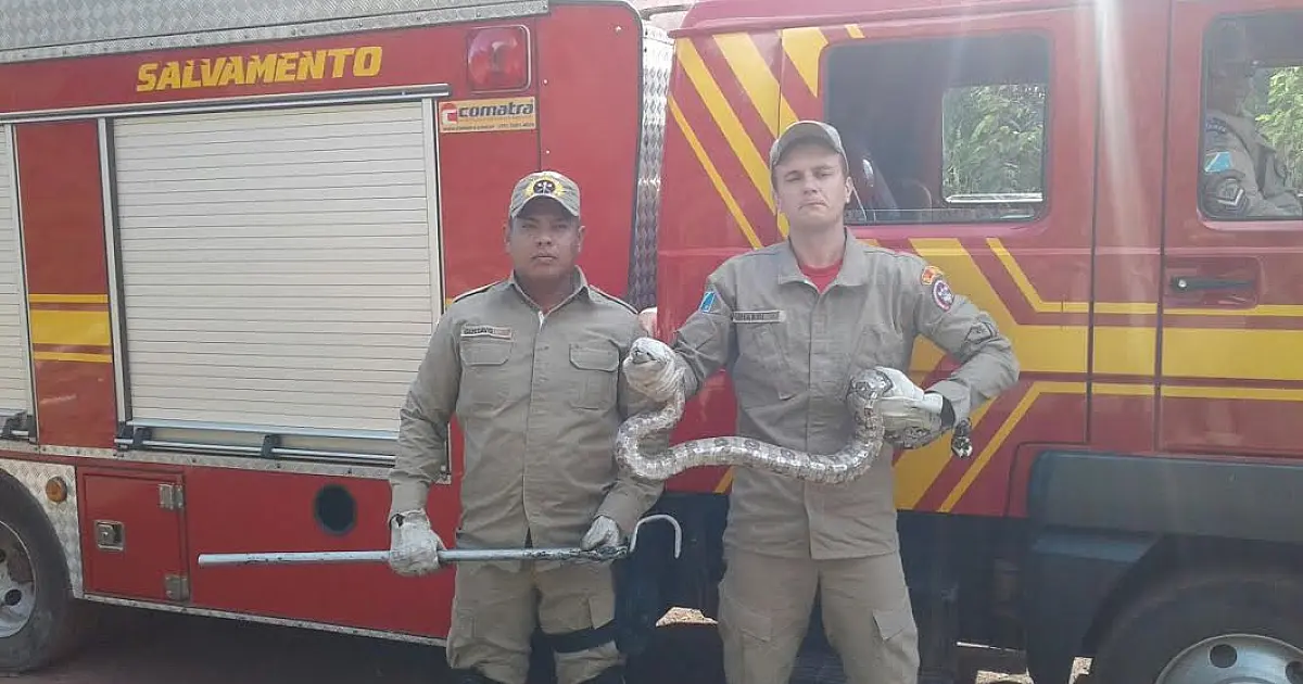 Bombeiros capturam duas cobras em uma hora