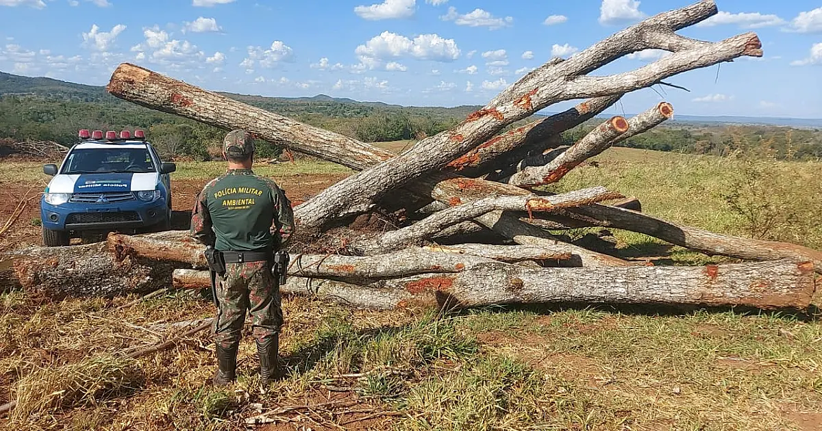 PMA autua empresa paulista em R$ 25,8 mil por derrubada ilegal de árvores