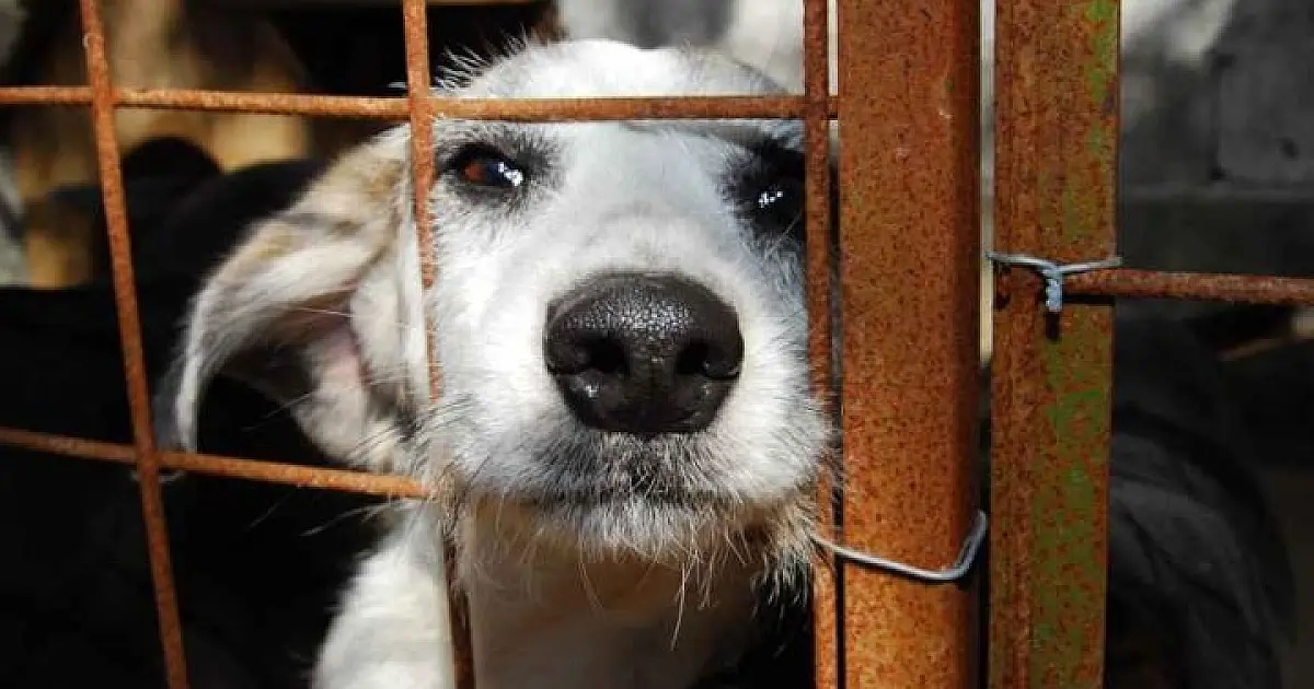 Plataforma registra 40 denúncias por semana e reforça combate aos maus-tratos de animais em MS