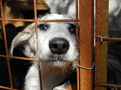 Plataforma registra 40 denúncias por semana e reforça combate aos maus-tratos de animais em MS