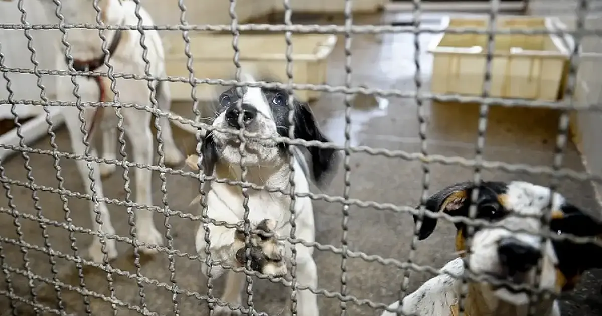 Corumbá recebe 1&ordm; Simpósio Internacional sobre Bem-Estar Animal
