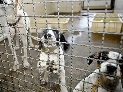 Corumbá recebe 1&ordm; Simpósio Internacional sobre Bem-Estar Animal