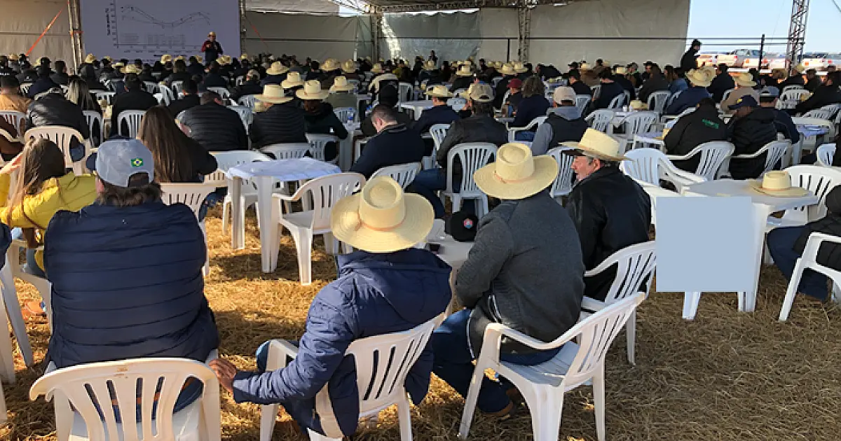 Duas variedades de mandioca para indústria são lançadas em Mato Grosso do Sul