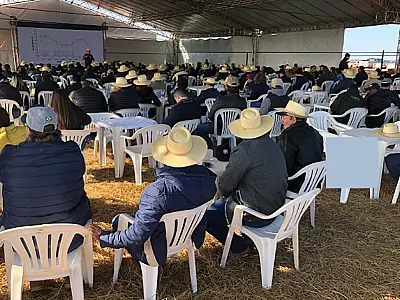 Duas variedades de mandioca para indústria são lançadas em Mato Grosso do Sul